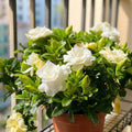 50Pcs Cape Jasmine Flower Seeds Fragrant Blooms Suitable for Garden Balcony Yard