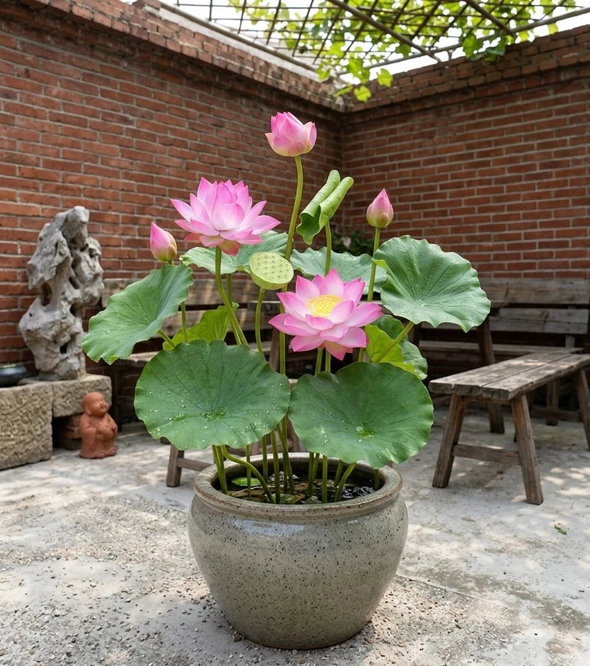 50pcs Lotus Flower Seeds Water Plant for Home Pond Patio and Garden Decoration